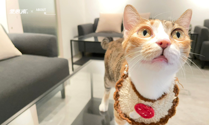 愛惠浦 - 當貓咪遇見千層蛋糕 images